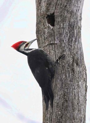 Pileated Woodpecker  