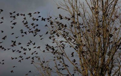 Arrival of the Starlings  