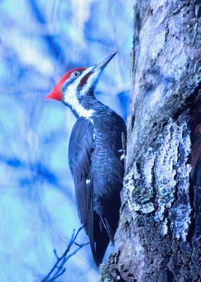 Pileated Woodpecker 2 