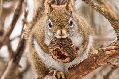 Squirrel with Nut   