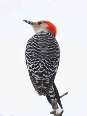 Red-bellied Woodpecker 