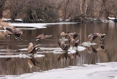 Landing Geese  