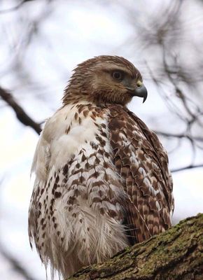 Red-tailed Hawk  