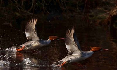 Mergansers  