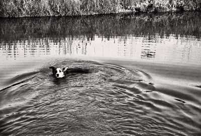 Dog in the River  