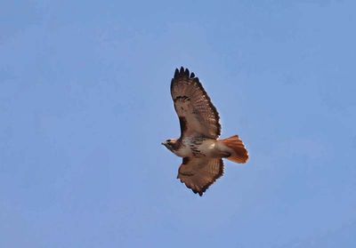 Red-tailed Hawk 4   