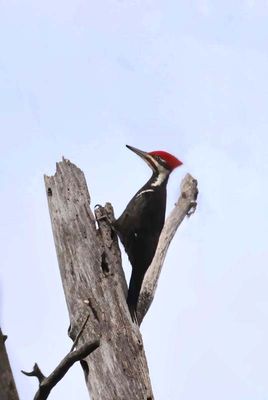 Pileated Woodpecker 3  