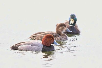 Ducks
