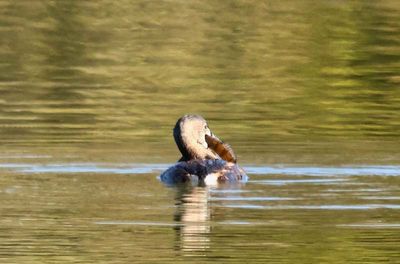 Grebe and Perch