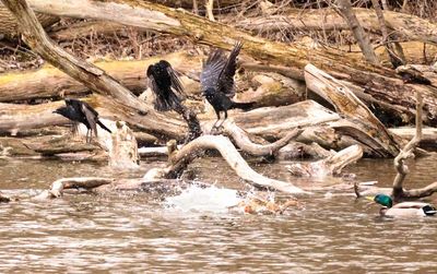 Crows and Ducks