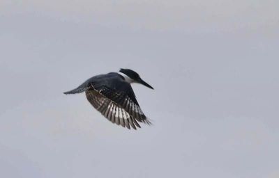 Kingfisher Flight