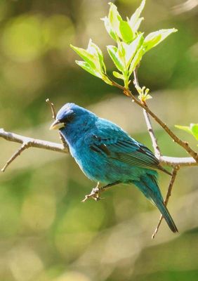 Indigo Bunting