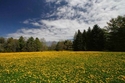 Dandelions
