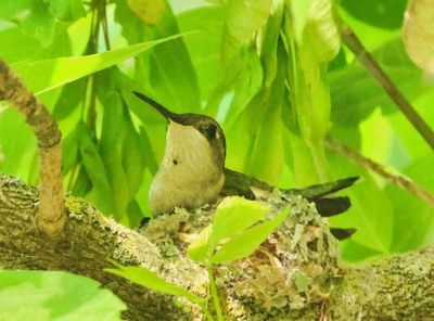 Hummingbird on Nest