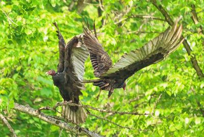 Pair of Vultures