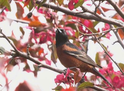 Orchard Oriole