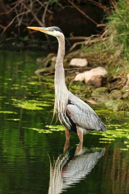 Heron