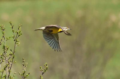 Meadowlark in Flight