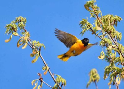 Baltimore Oriole