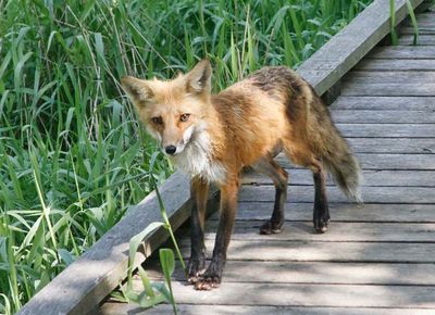 Fox 