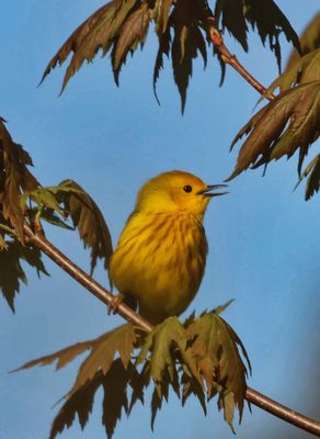 Yellow Warbler