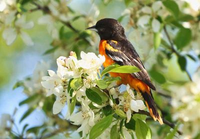 Oriole and Blossoms
