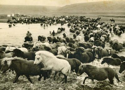 Herding Ponies