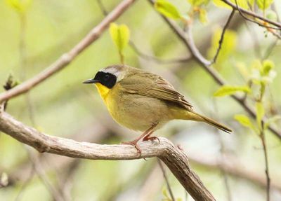 Common Yellowthroat
