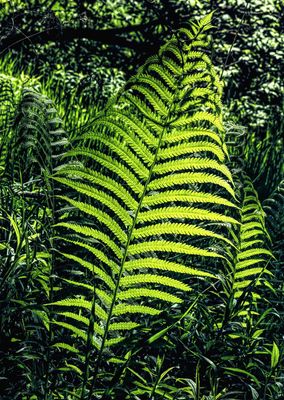Fern  