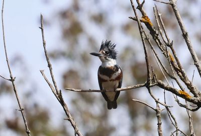 Belted Kingfisher
