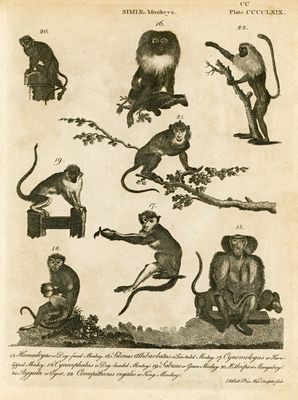 Simiae, Monkeys  
