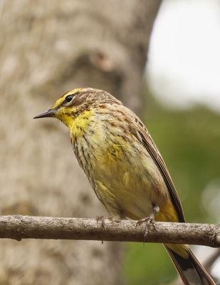 Palm Warbler