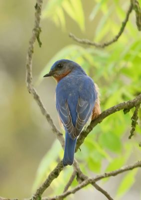 Eastern Bluebird