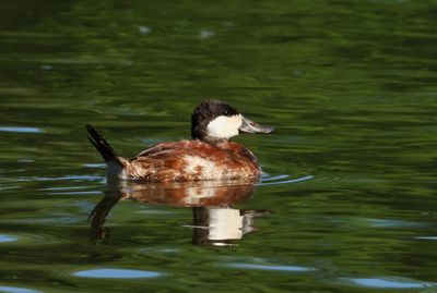 Ruddy Duck