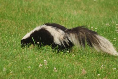 Skunk  