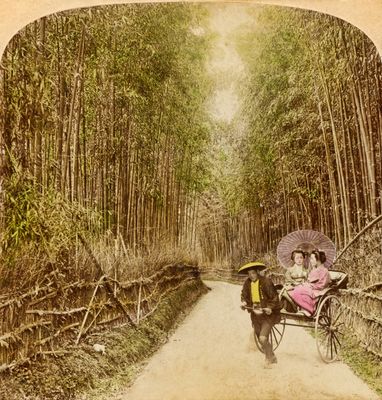 Bamboo Avenue 