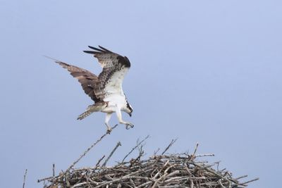 Osprey Nest