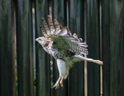 Red-tailed Hawk 2