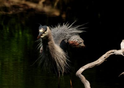 Heron Feathers
