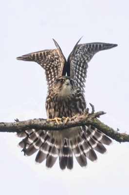 Merlin