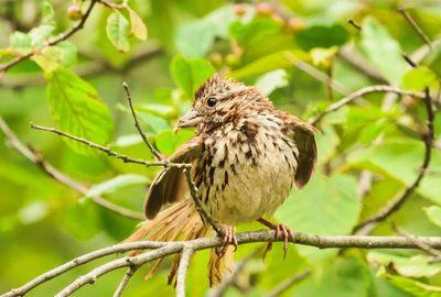 Song Sparrow