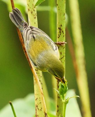 Northern Parula