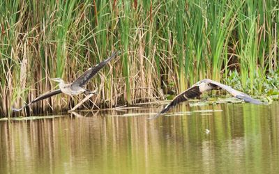 Pair of Herons
