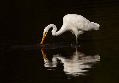 Egret