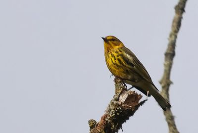 Cape May Warbler 2