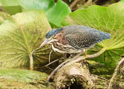 Green Heron