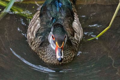 Wood Duck