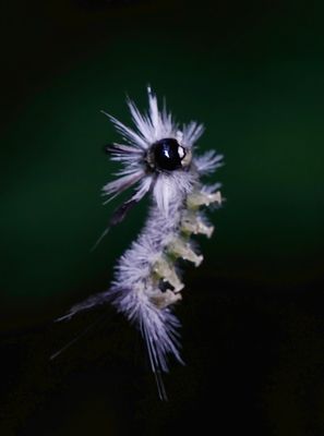 Hickory Tussock Moth Caterpillar 