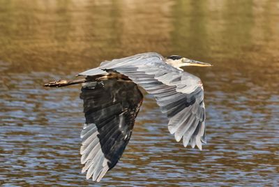 Heron in Flight