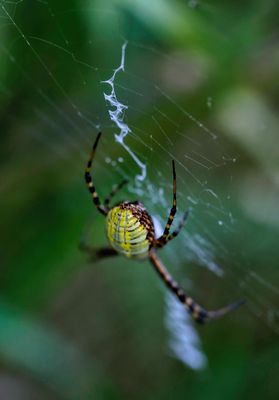 Orb Weaver